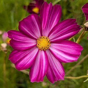 Meet your Posher, Hope